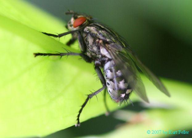 AIMG_0055.JPG