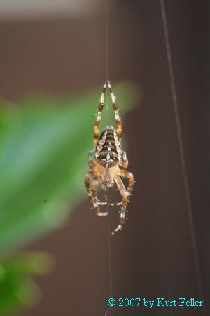 IMG_0032.JPG