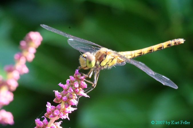 IMG_0051.JPG