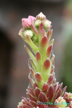 CIMG_0006.JPG