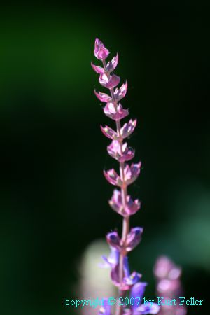IMG_0004.JPG
