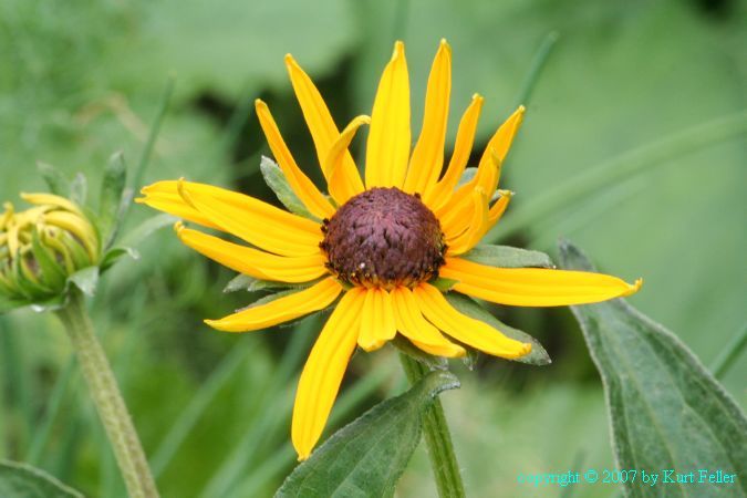 IMG_0092.JPG